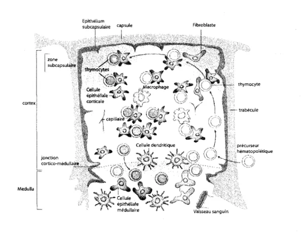 Figure 2. Anatomie du thymus. 