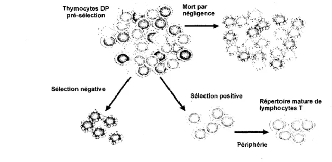 Figure 4. Selection des thymocytes. Les thymocytes DP expriment differents TCRs. 