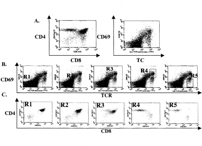 Figure 5. Stades de differenciation des thymocytes definis par 4 marqueurs de surface : CD69,  TCR, CD4 et CD8