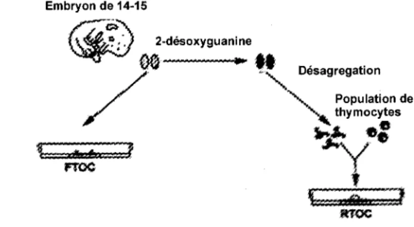 Figure 6. FTOC et RTOC. 