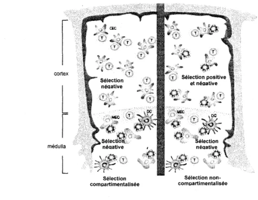 Figure 7. Compartimentalisation de la selection negative. (Adapte de Palmer, 2003). 