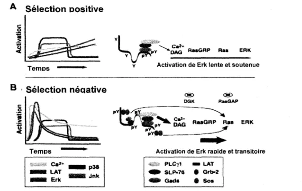 Figure 8. Cinetique de signalisation au cows de la selection positive et negative. 
