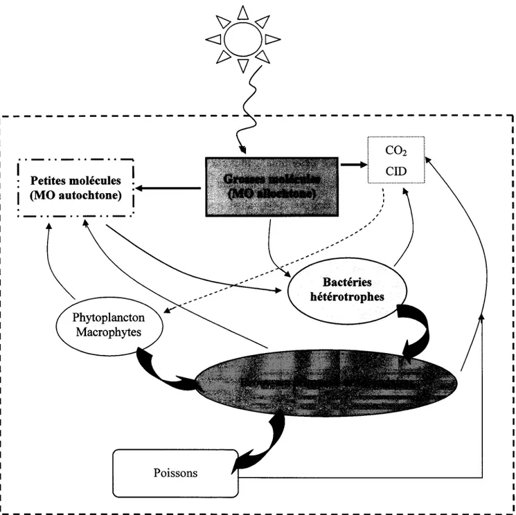 Figure  2.3:  Schéma  illustrant  les  interactions  existant  entre  le  rayonnement  solaire,  la  MO  allochtone  et autochtone,  les  bactéries,  le  phytoplancton  et  les  brouteurs