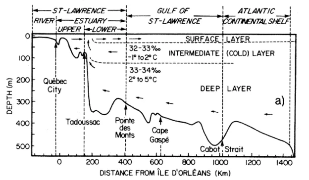 Figure 2.1: Coupe transversale du chenallaurentien montrant schématiquement les courants  principaux ainsi que la stratification en été