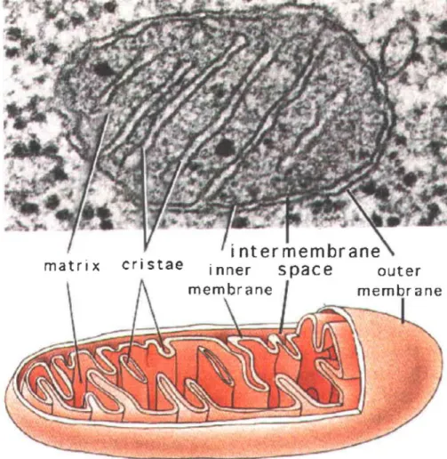 Figure 1 : La mitochondrie 