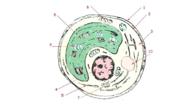 Figure 1.1  :  Ultrastructure  d'une  algue  unicellulaire  eucaryote  type.  1 :  Paroi  cellulaire  ;  2  : 