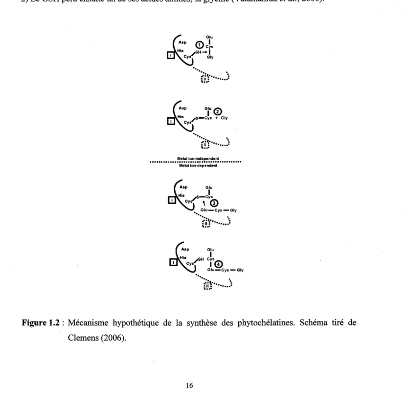 Figure 1.2 :  Mécanisme  hypothétique  de  la  synthèse  des  phytochélatines.  Schéma  tiré  de  Clemens (2006)