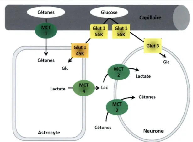Figure  5 :  Représentation  schématique  de  la  localisation  des  transporteurs  du  glucose (GLUT) et des transporteurs monocarboxylate (MCT) dans le  cerveau des  mammifères adapté de (Simpson et al