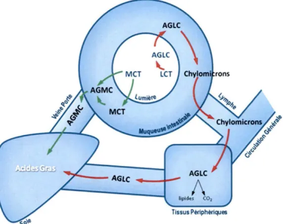 Figure 6 : Digestion, absorption et transport des gras. Adapté de (Bach et  Babayan 1982) 