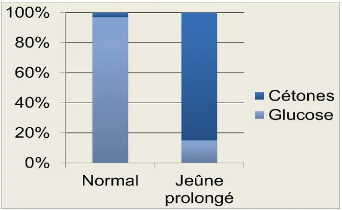 Figure  1 :  Répartition  de  l’énergie  au  cerveau  en  situation  normale  et  de  jeûne  prolongé (60 jours) (adapté de Drenick et al