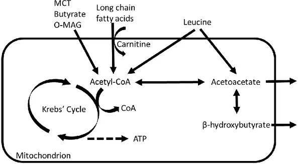 Figure  1.  Scheme  of  possible  routes  by  which  the  supplements  could  increase  ketone  production