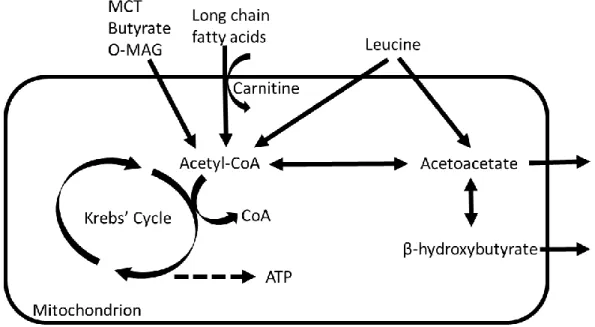 Figure  1.  Scheme  of  possible  routes  by  which  the  supplements  could  increase  ketone  production