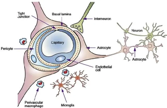 Figure 7.  The neurovascular unit. Neurons primarily receive their nutrients from astrocytes, and  some  neurons  also  directly  innervate  the  blood  vessels  (interneurons)