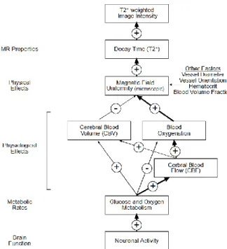 Figure  9.  BOLD  signal  modulators.  Plus  signs  refer  to  positive  correlations, whereas negative signs refer to negative correlations  between the linked modulators