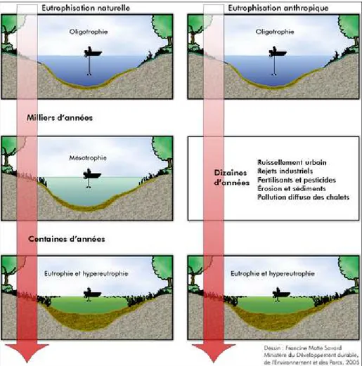 Figure  1.1  Comparaison  temporelle  de  l’eutrophisation  naturelle  et  anthropique  (tiré  de  MDDEP, 2002)  