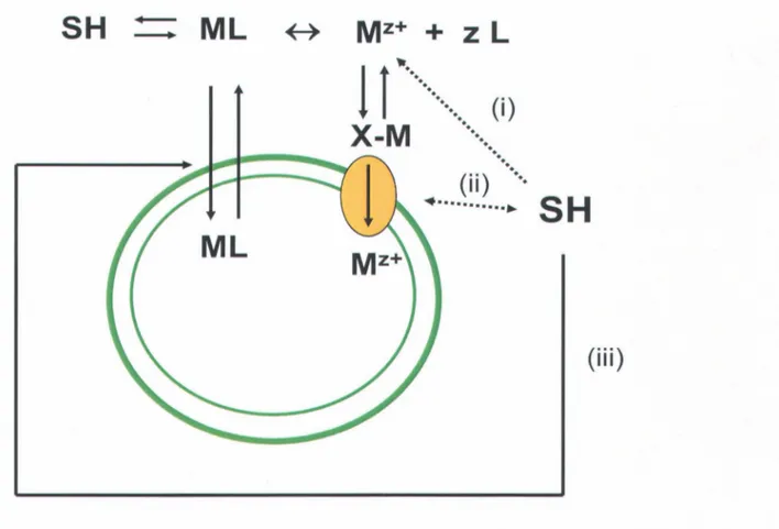 Figure 1.5  :  Schéma conceptuel du BLM. Interactions  des SH avec (i)  le  métal M de  valence z+,  (ii)  et  (iii)  la  membrane plasmique d'un organisme aquatique
