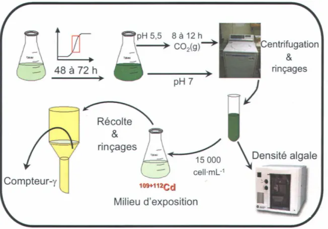 Figure 3.1  : Schéma du protocole expérimental  pour les expériences de prise en  charge par les  algues vertes