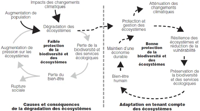 Figure  1.1 :  Relation  entre  la conservation  des  écosystèmes  et  le bien-être  humain  (tiré  de :  Munang et autres, 2010, traduit par Auzel et autres 2012) 
