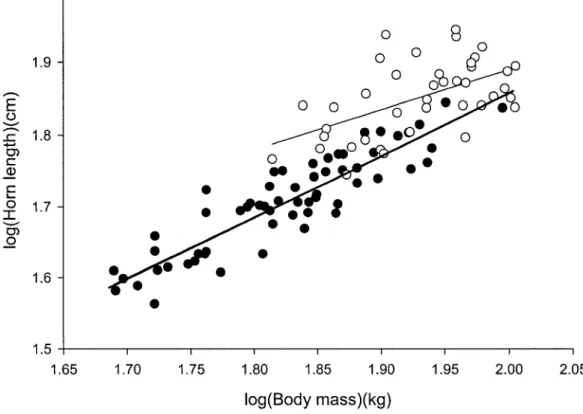 Figure 2: Relationship between log-transformed horn length and log-transformed body  mass for ibex males aged 4-7 years (filled circles, thick line, 60 observations from 28  individuals) and  8 - 1 4 years (open circles, thin line, 40 observations from 20 