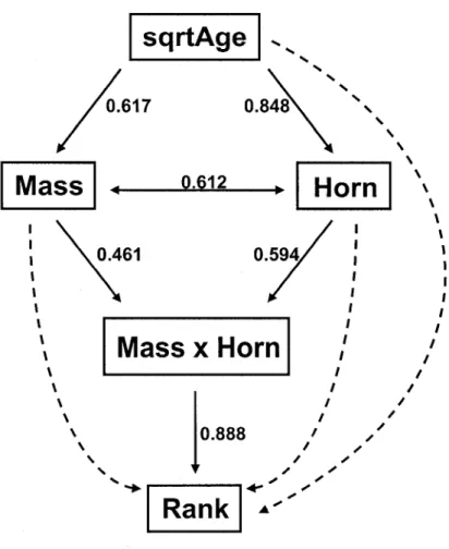 Figure 3: Path-analysis of the determinants of social rank in males Alpine ibex linking age  and physical traits (body mass and horn length) with social rank