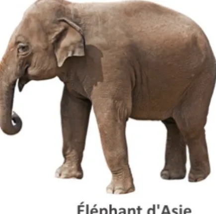 Figure 1.2 : La trompe de l’éléphant d’Asie (gauche) n’a qu’une protubérance alors que celle de l’éléphant  d’Afrique en possède deux