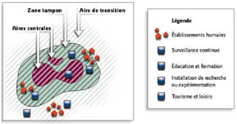 Figure 4.2  Modèle de conservation comportant des zones centrales (noyaux), des zones  tampons, et des aires de transition