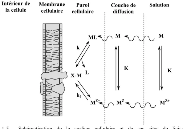 Figure 1-5  Schématisation de la surface cellulaire et de ses sites de liaison  membranaire (tirée de Campbell et Couillard 2004)