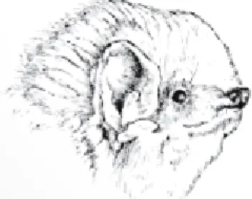 Figure 1.4 : Chauve-souris pygmée de l’Est (tiré de : Toronto Zoo, s. d., p. 4) 