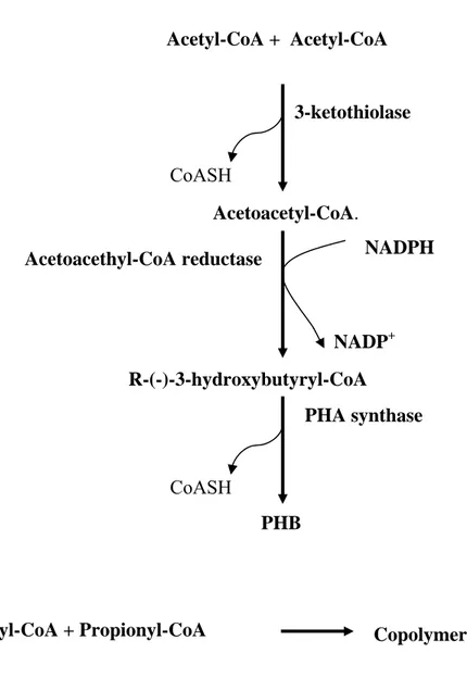 Figure 1. Pathway of PHA biosynthesis       Acetyl-CoA +  Acetyl-CoA  Acetoacetyl-CoA