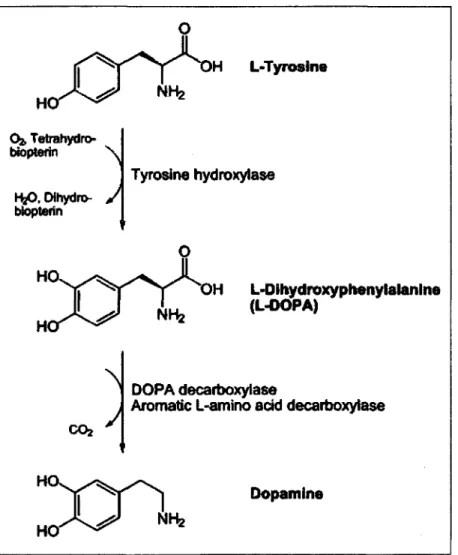 Figure  2  La biosynthese  de  la  dopamine.  La  dopamine  est  synthetisee  par  Taction  conjointe  de  la  tyrosine  hydroxylase  (TH)  et  de  la  DOPA  decarboxylase
