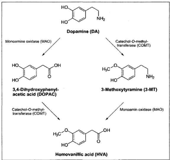 Figure  3. Le metabolisme  de la  dopamine.  La  dopamine  est  degradee  par  Taction  conjointe  de  la  monoamine  oxydase  (MAO)  et  de  la  catechol-O-methyl-transferase  (COMT)  Abreviations:  DOPAC,  acide  3,4-dihydroxyphenyl-acetic,  MT,   3-meth