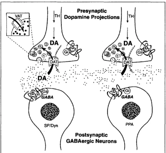 Figure 4. Localisation du DRD2 au niveau du striatum. Tire de (MISSALE et al, 1998). 