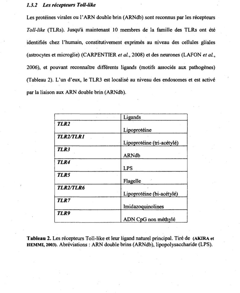 Tableau 2. Les recepteurs Toll-like et leur ligand naturel principal. Tire de  (AKIRA et  HEMMI, 2003)