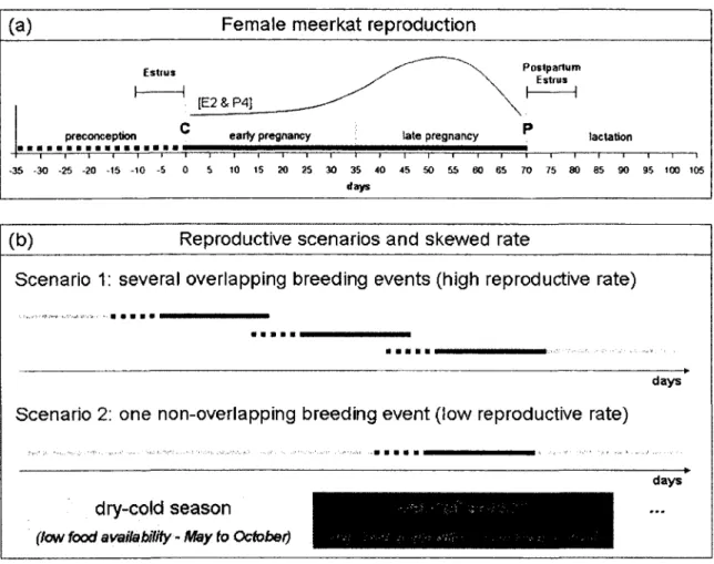 Figure  1.  The  reproductive  cycle  of female  meerkats.  (a)  Timing  o f estrus,  conception  (C),  expected  rise  in  estrogens  and  progestagens  during  pregnancy  ([E2&amp;P4]  curve;  Moss  et  al