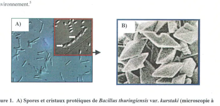 Figure 1.  A) Spores et cristaux protéiques de  Bacillus thuringiensis  var.  kurstaki  (microscopie à  contraste  de  phase  interdifférentiel,  1600X)  dans  le  milieu  de  boues  d'épuration;  B)  forme  bipyramidale  des  cristaux  protéiques  (micros
