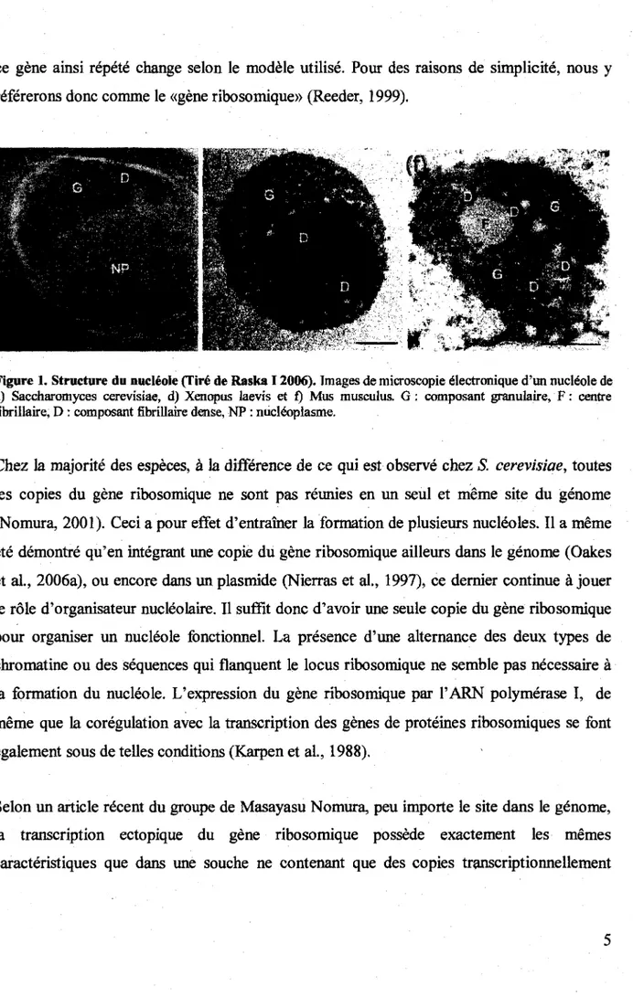 Figure 1. Structure du nucleole (Tire de Raska 12006). Images de microscopie electronique d'un nucleole de  a) Saccharomyces cerevisiae, d) Xenopus laevis et f) Mus musculus