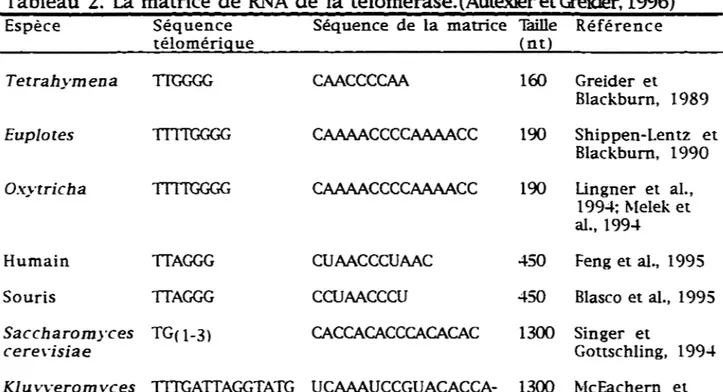 Tableau 2.  La  matrice de RNA  de la télomérase.(AutexieretCreider, 1996) 