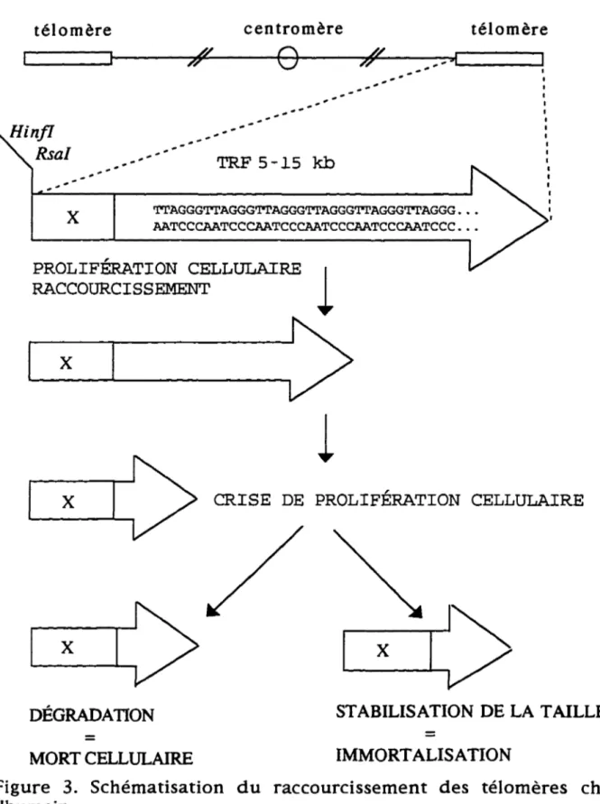 Figure  3.  Schématisation  du  raccourcissement  des  télomères  chez 
