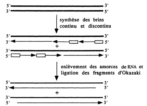 Figure  4.  Le  problème de  la réplication à  l'extrémité d'un chromosome  linéaire.  La  synthèse  semi-conservative  du  DNA  entraîne  l'incapacité  des  polymérases  à  compléter  l'extrémité  S'  après  l'enlèvement  de  l'amorce  de  RNA  du  dernie