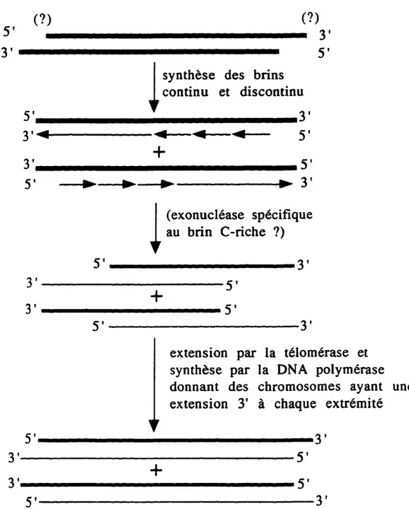 Figure S.  Modèle de la réplication des télomères et leur maintien chez la  levure  (Wellinger  et  al.,  1996)