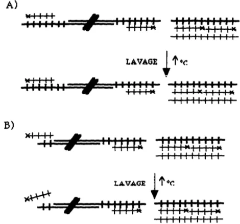 Figure  17.  Schématisation  de  l'expérience  évaluant  la  structure  terminale  à  chaque  extrémité  des  chromosomes  des  cellules  HeLa