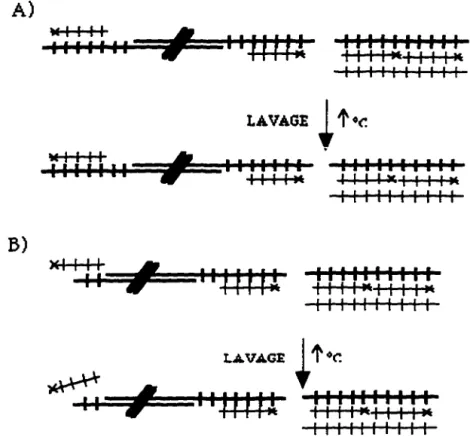 Figure  17.  Schématisation  de  l'expérience  évaluant  la  structure  terminale  à  chaque  extrémité  des  chromosomes  des  cellules  HeLa