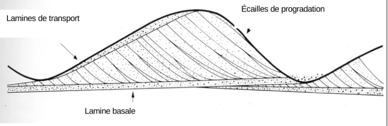 Fig. 2.2 - Définition des différentes structures d’une ride. 