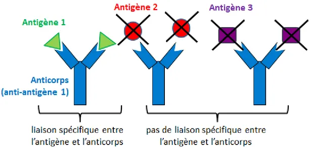 Figure 1.7 – Représentation de l’effet de reconnaissance spécifique de l’antigène par l’anticorps [71].