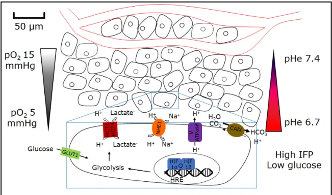 Figure 1. Physical characteristics of the tumor microenvironment 