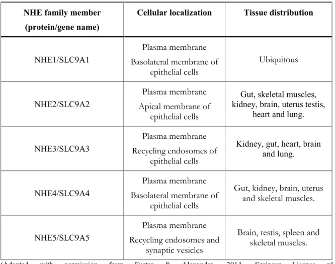 Table 3: Localization and tissue distribution of human NHE plasmalemmal proteins 