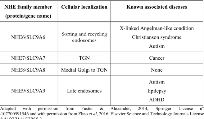 Table 4: Cellular location and diseases associated with human NHE intracellular   proteins 