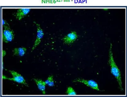 Figure 6. Immunofluorescence image of the NHE6 527-588  peptide 