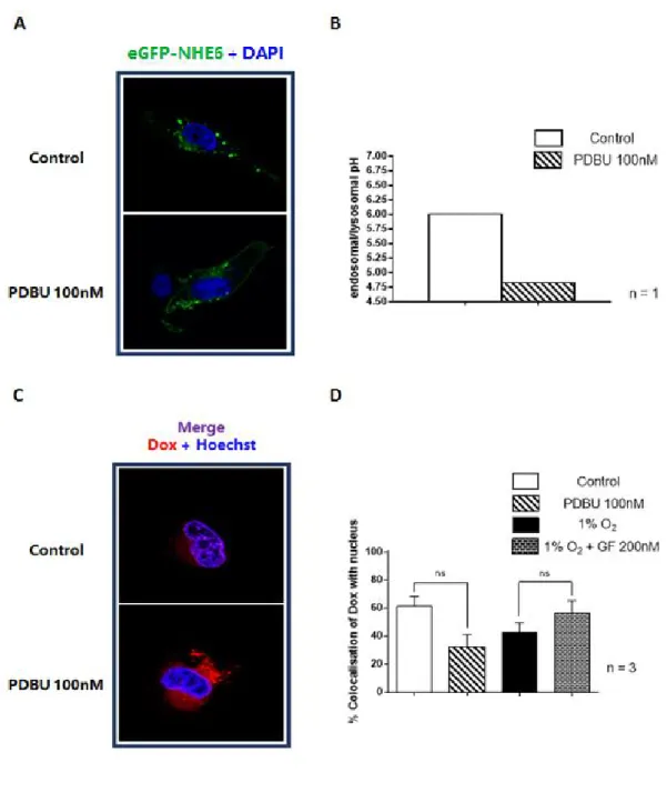 Figure  11.  Effect  of  PKC  activity  modulation  on  NHE6  localisation,  endosomal/lysosomal pH and doxorubicin distribution