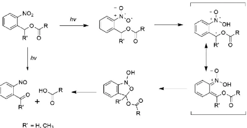 Figure  9.  Photoisomerization  mechanism  of  o-nitrobenzyl  alcohol  derivatives  into  an  o-nitrosobenzaldehyde, releasing a carboxylic acid